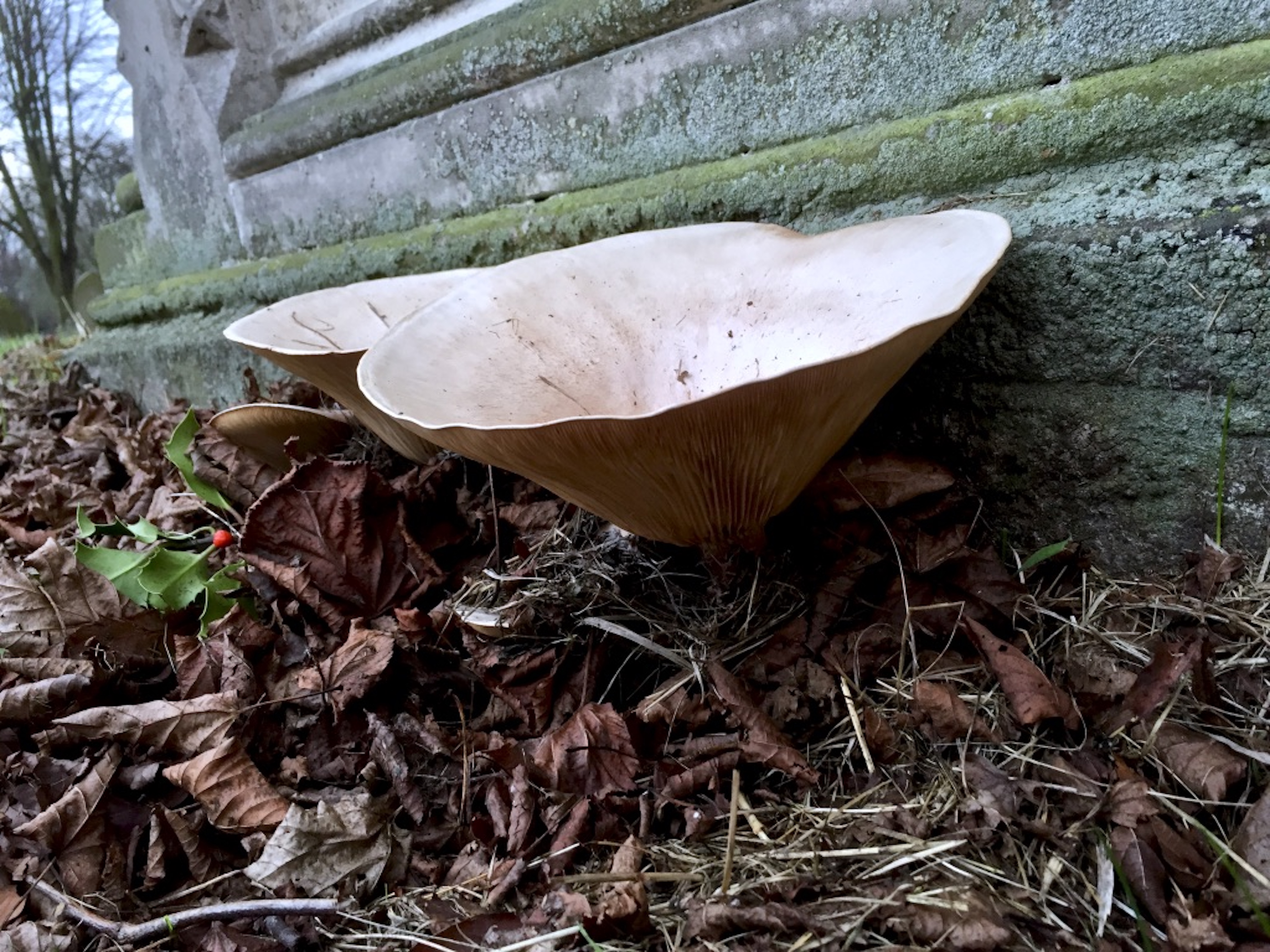 Fungus_growing_in_Shrewsbury_cemetery_©_Maria_Nunzia__Varvera_