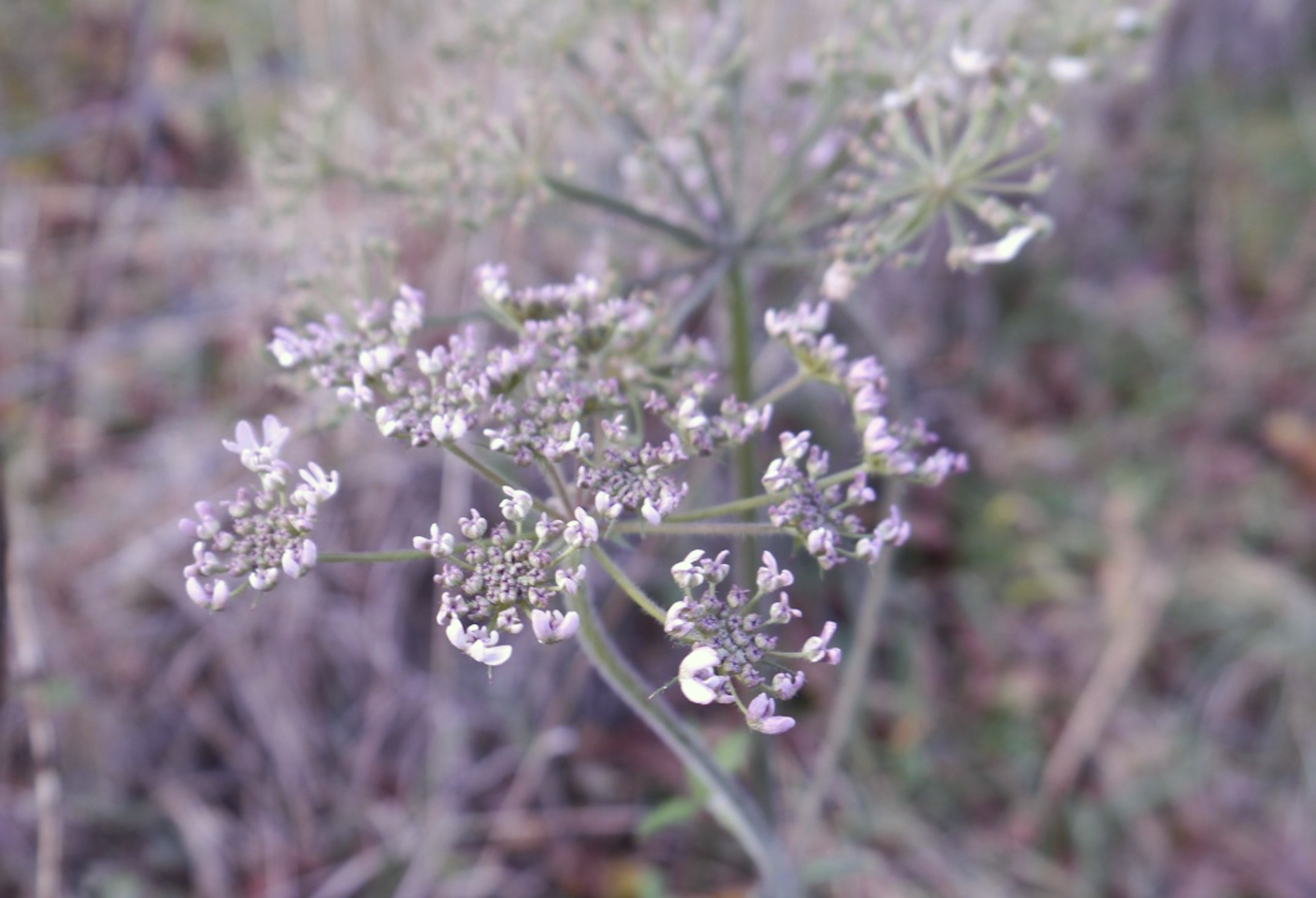 Hogweed_Flower_in_late_November_©_Maria_Nunzia__Varvera