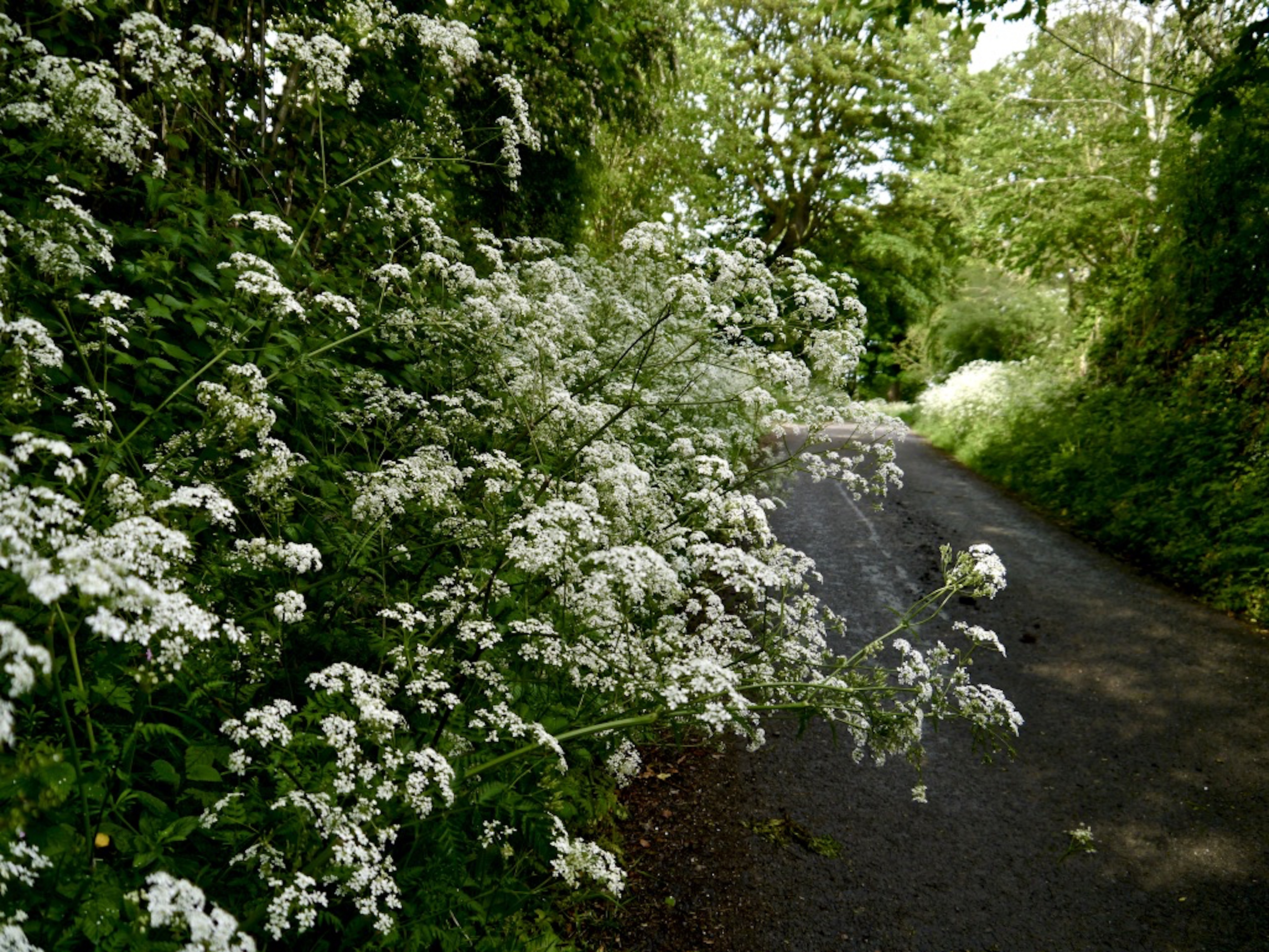 Cow_parsley_©_Maria_Nunzia__Varvera_