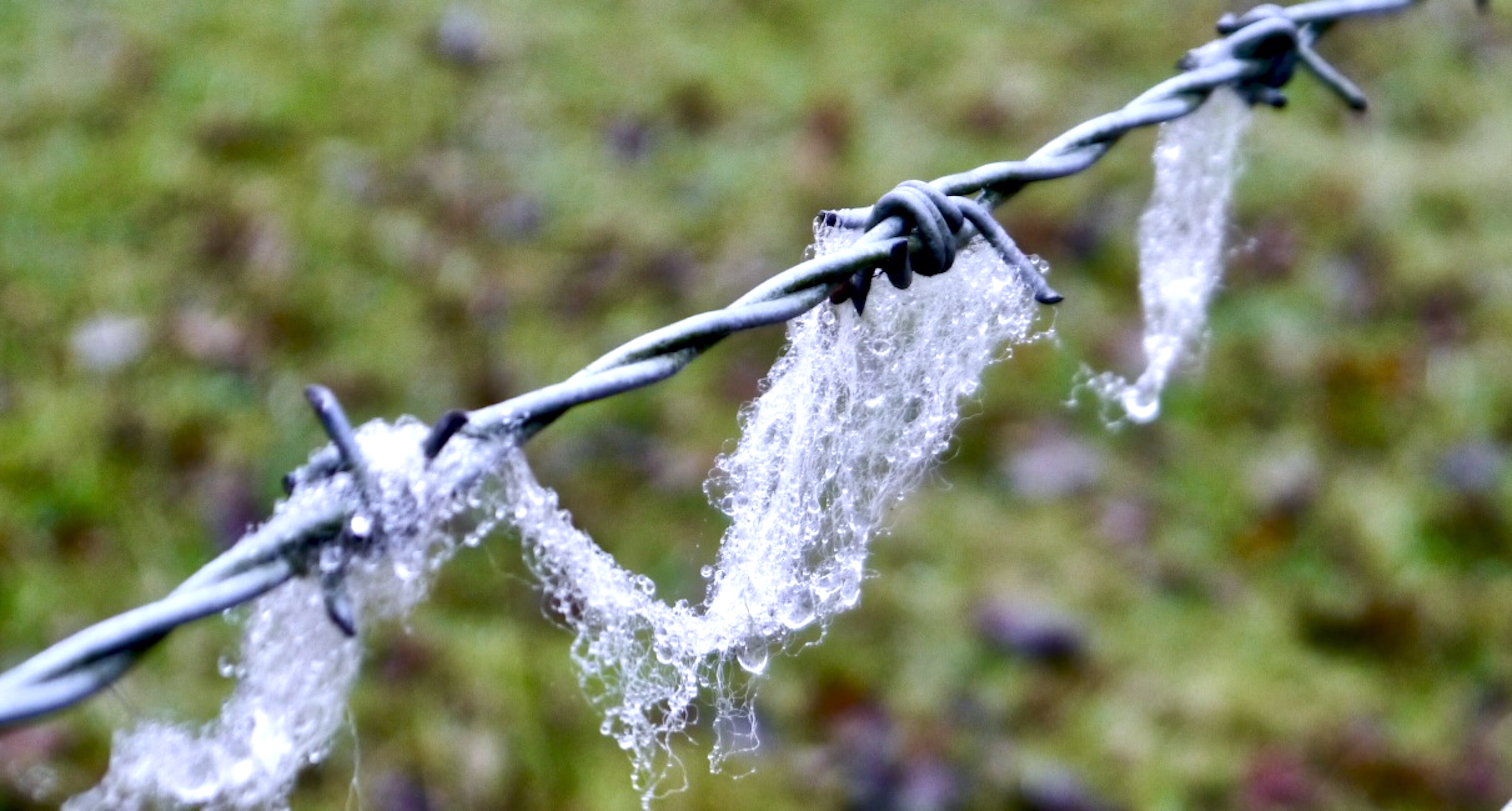 Sheep_Fleece_on_wire_©_Maria_Nunzia__Varvera