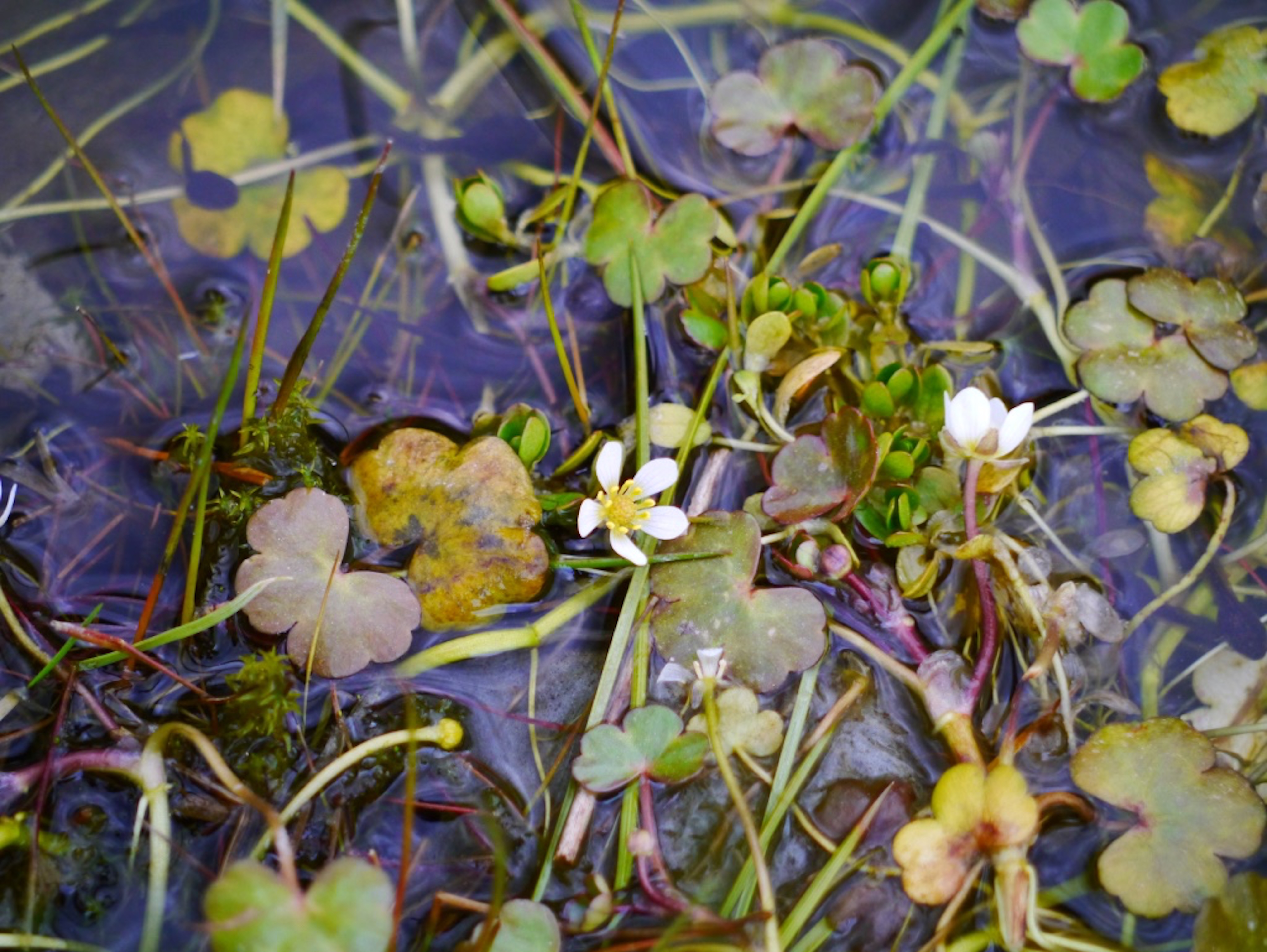 Floating crowfoot