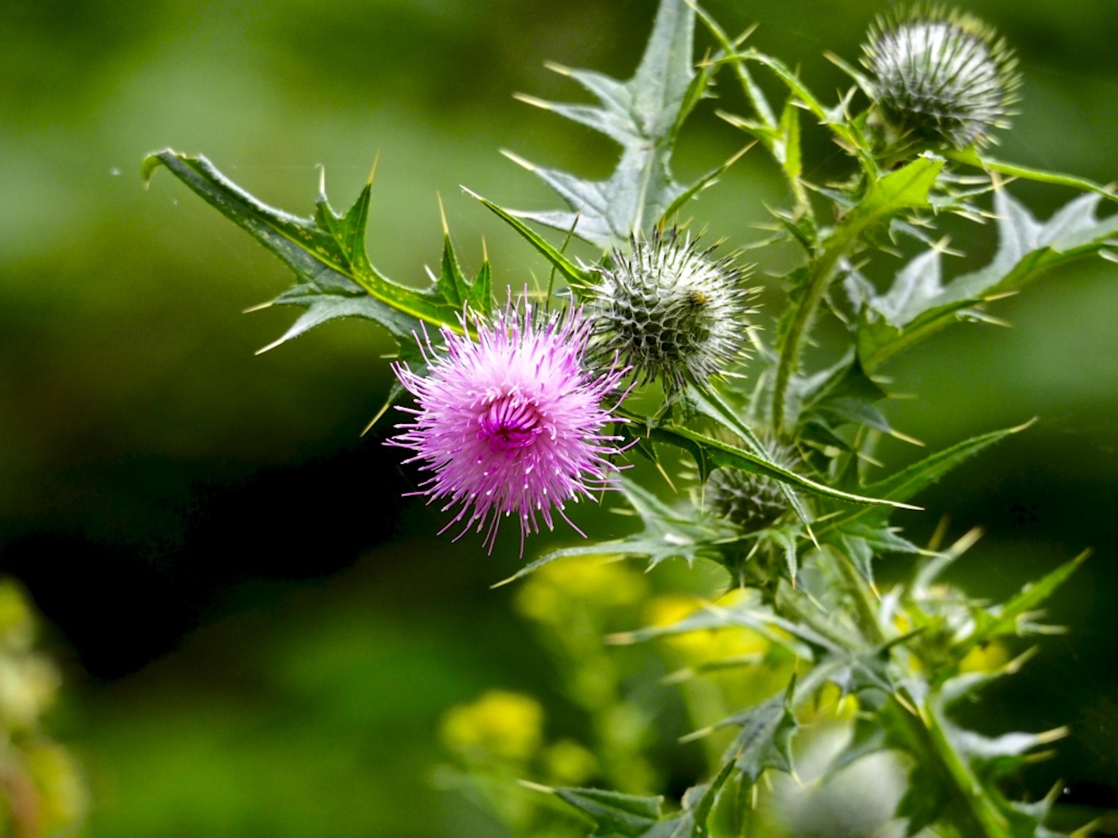 Spear_Thistle_©_Maria_Nunzia__Varvera_