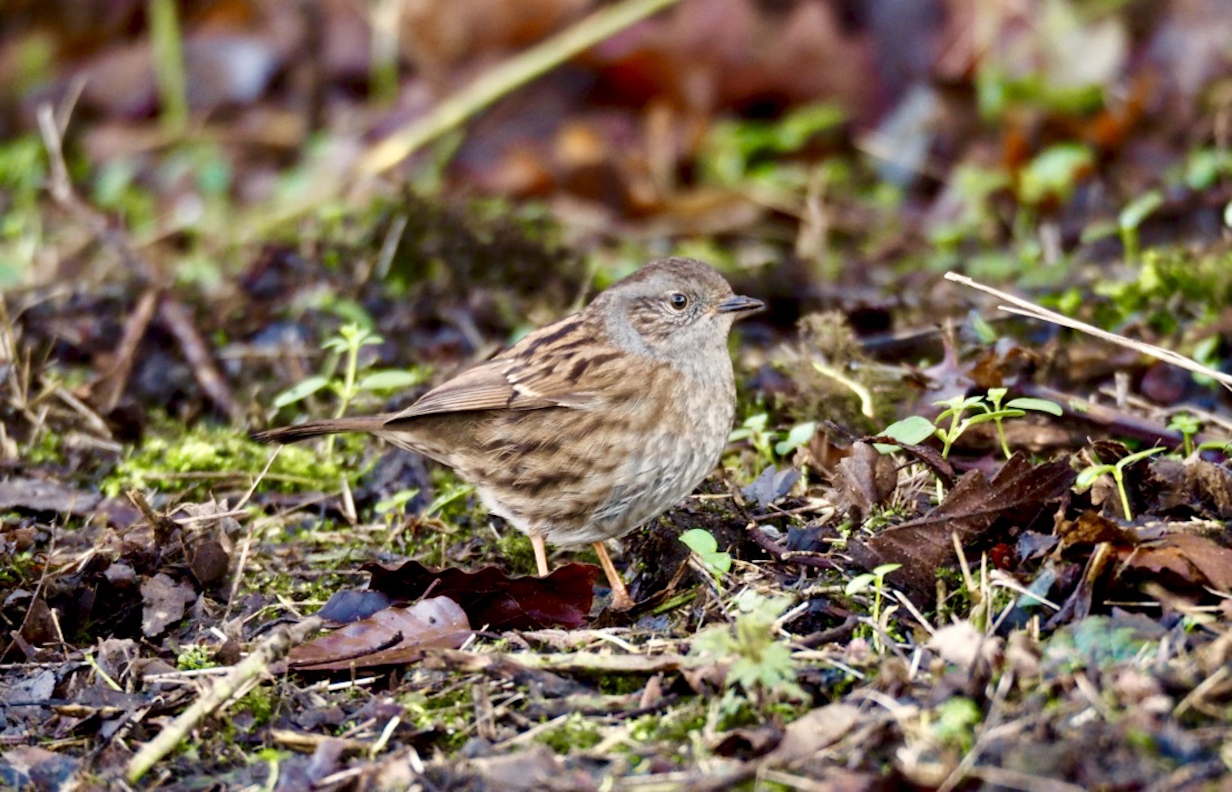 Dunnock_©_Maria_Nunzia__Varvera