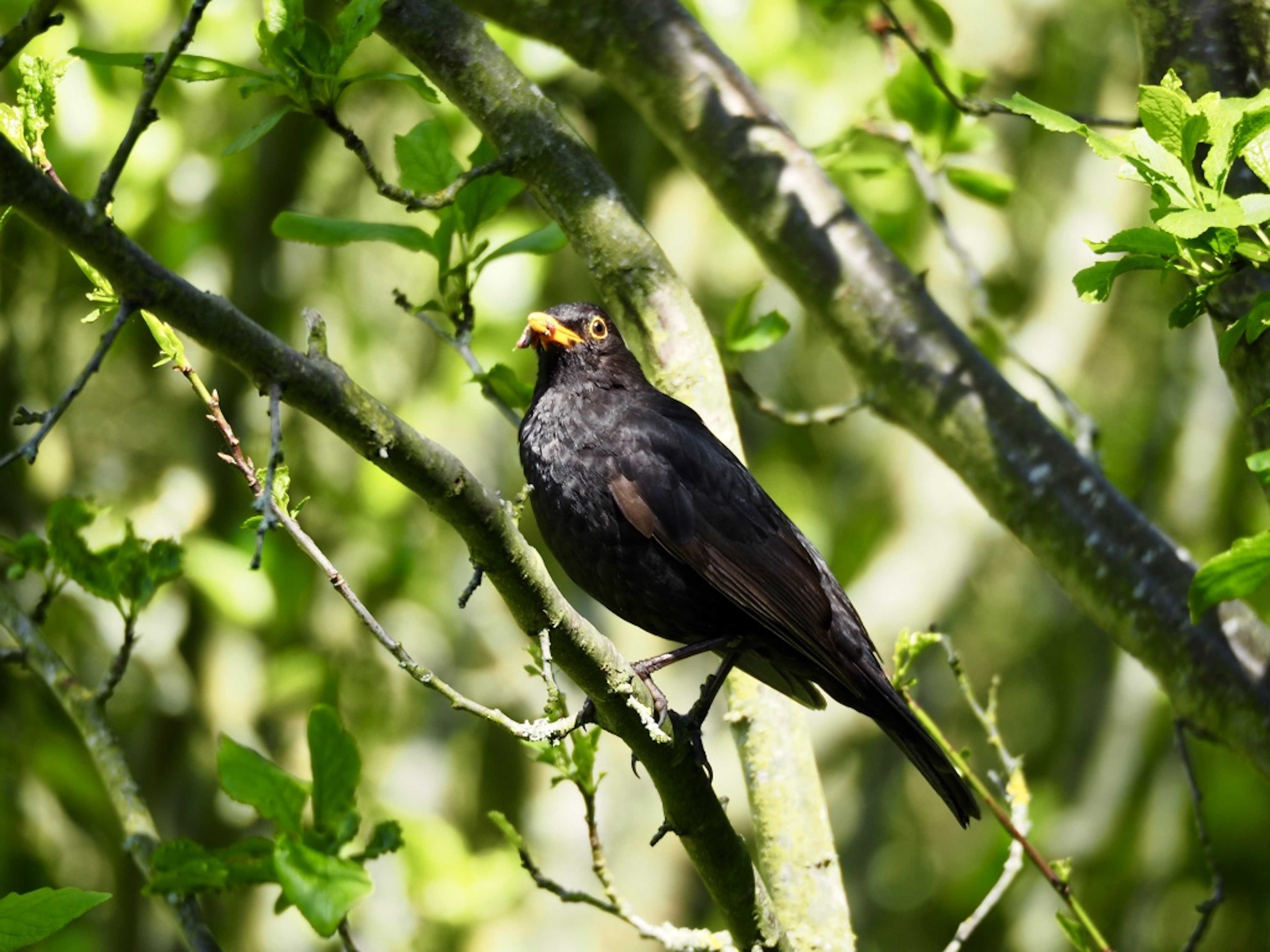 Blackbird by Maria Nunzia _Varvera