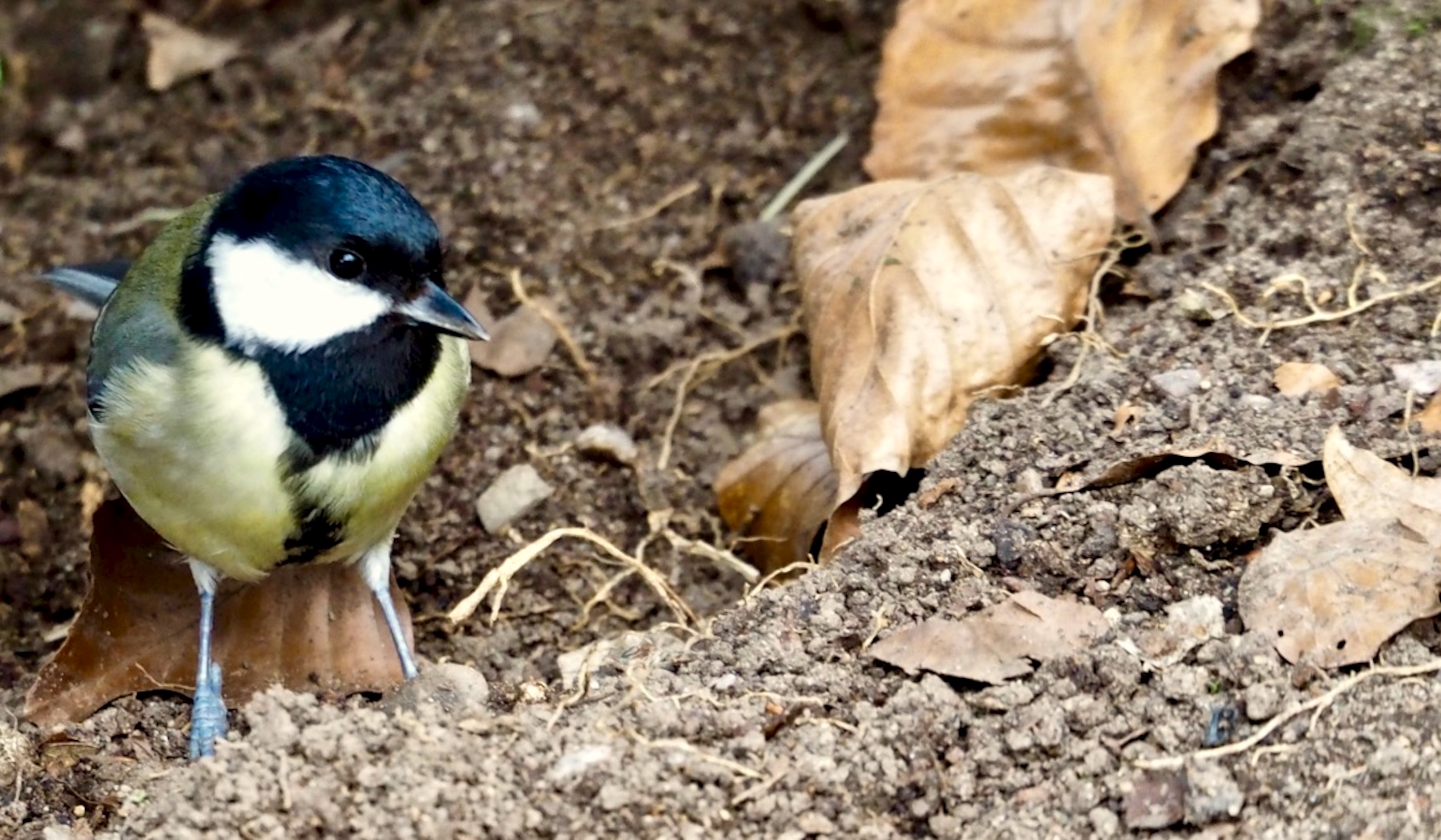Great_tit_©_Maria_Nunzia__Varvera_