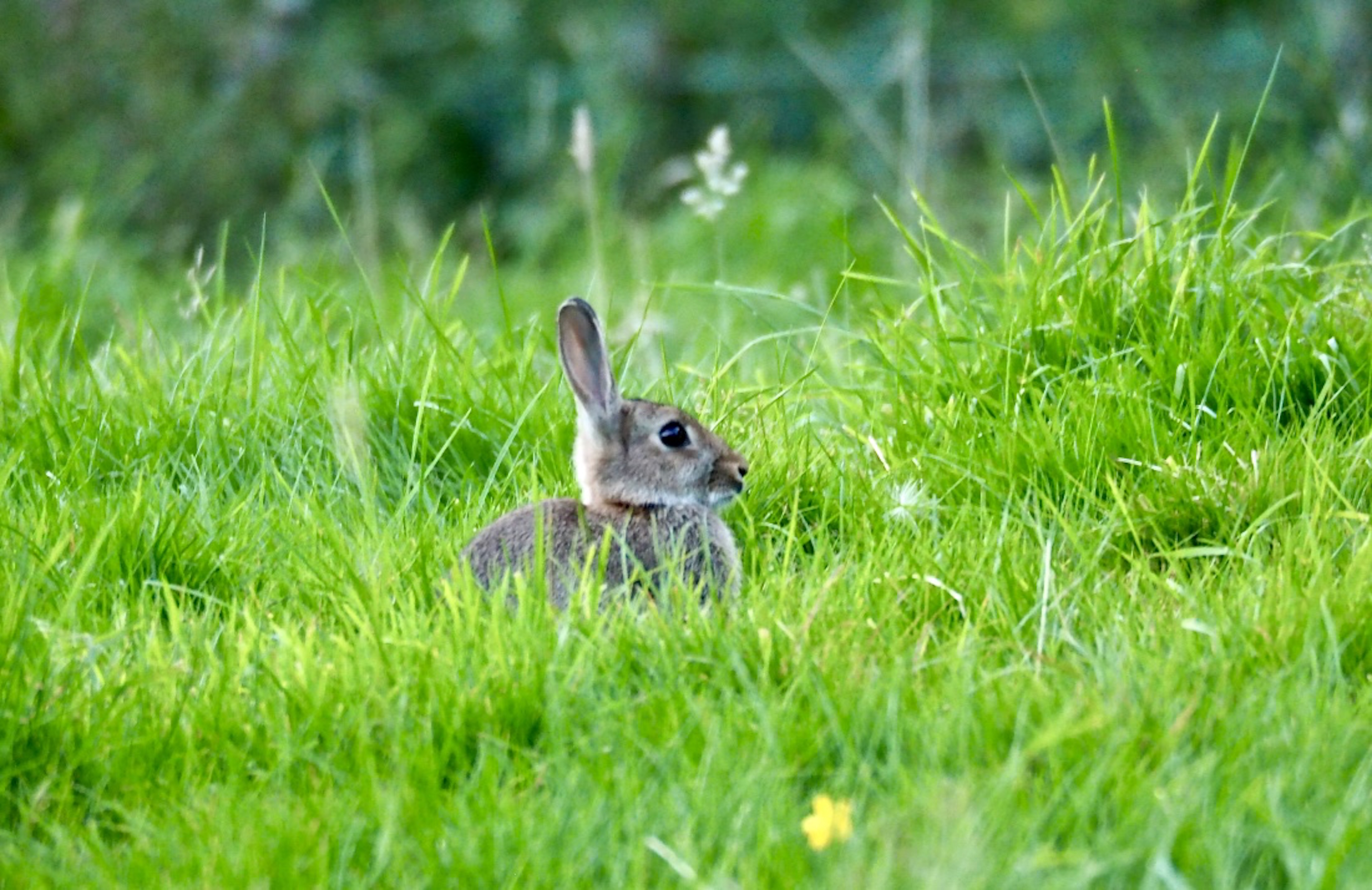 1._Rabbit_©_Maria_Nunzia__Varvera_