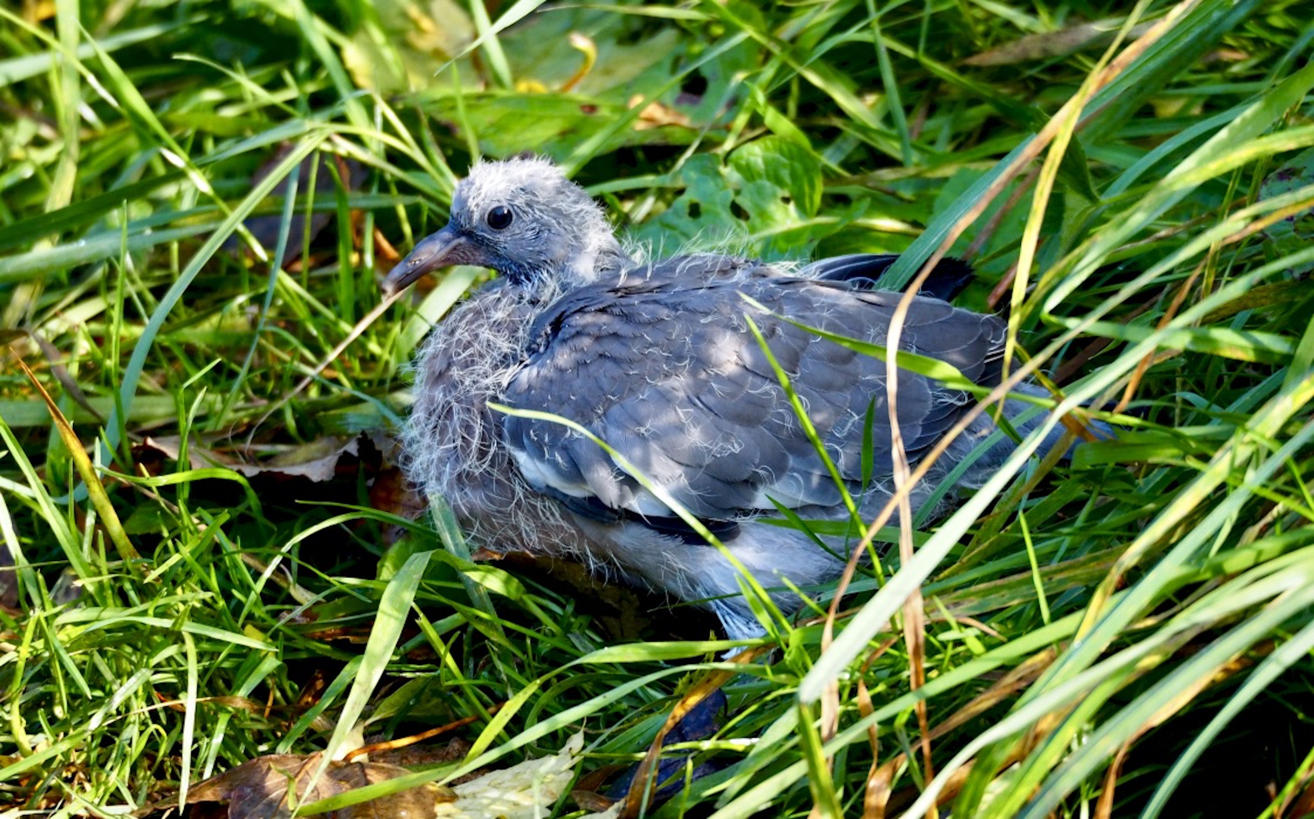 Wood_pigeon_squab_©_Maria_Nunzia__Varvera_