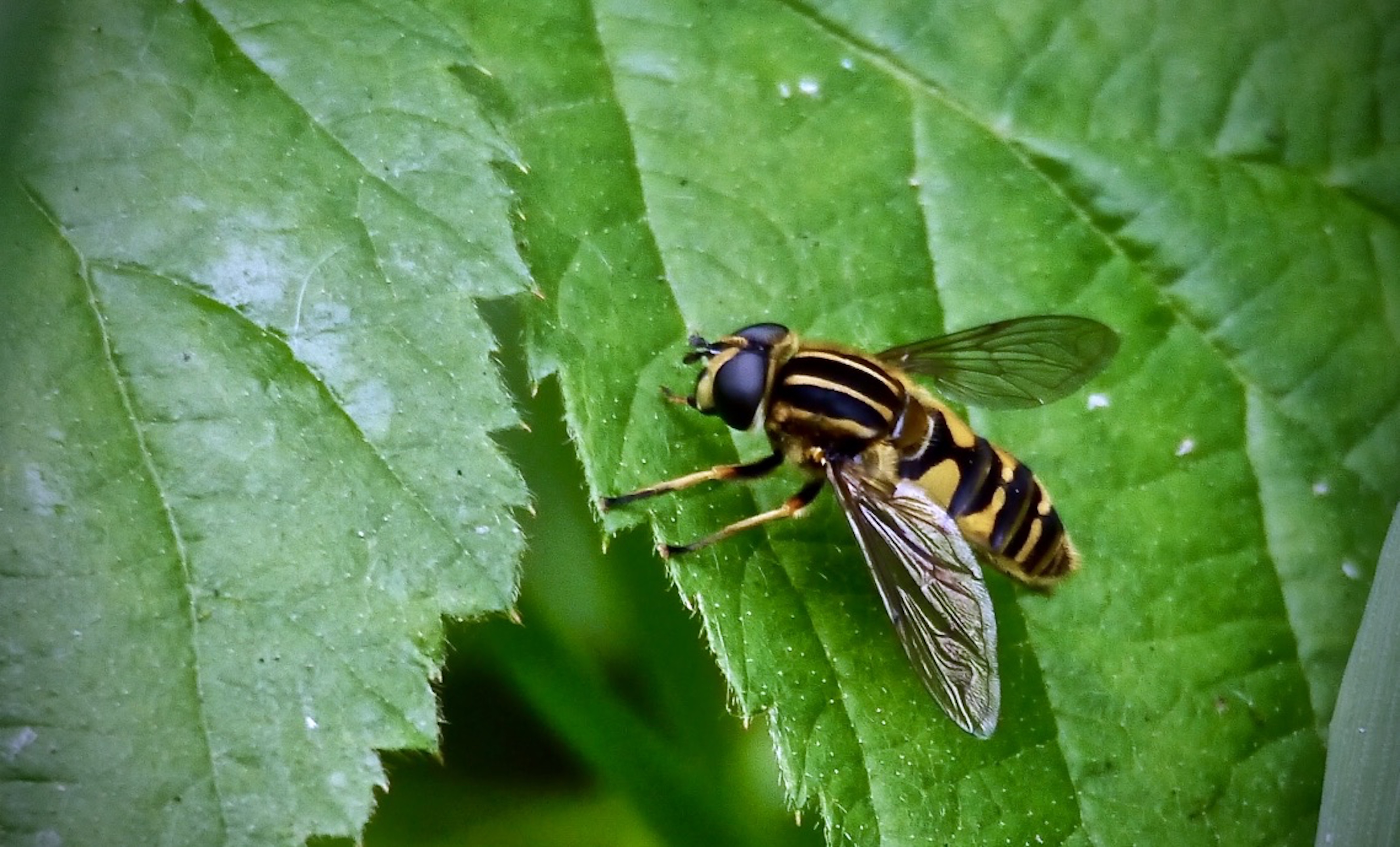 Sun_fly_©_Maria_Nunzia__Varvera_