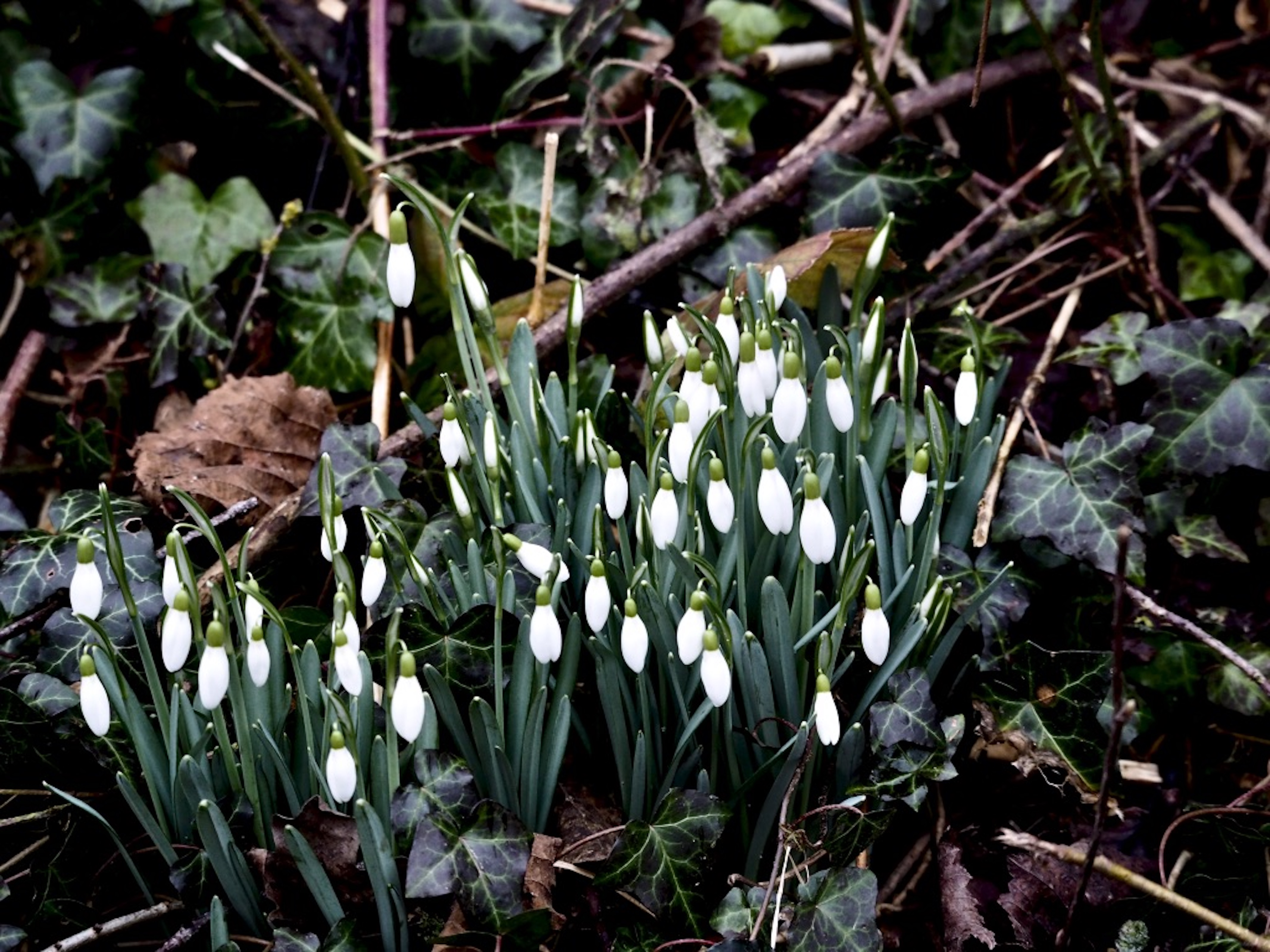 Snowdrops_in_woods_on_Wenlock_Edge_©_Maria_Nunzia__Varvera
