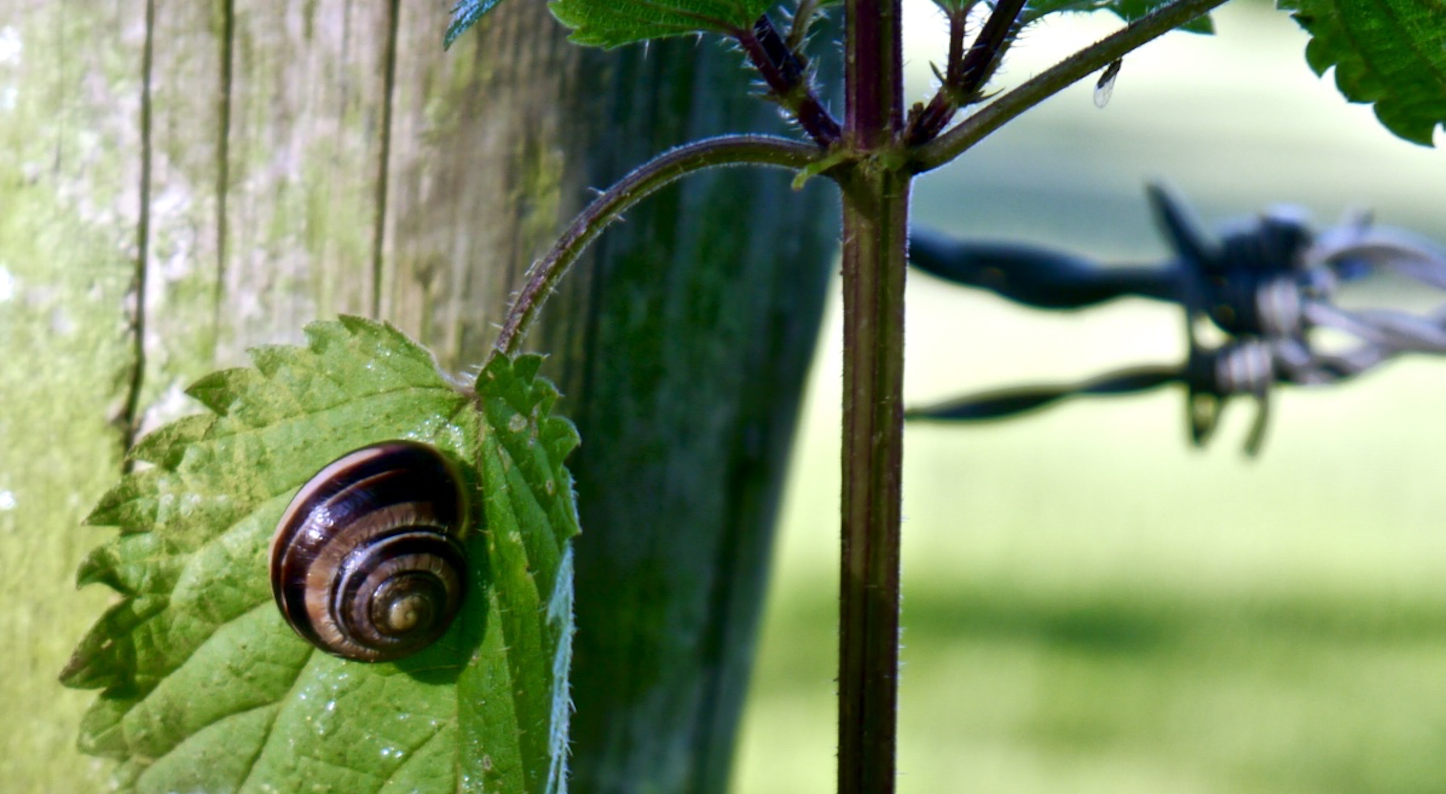 Brown_-_lipped_snail_©_Maria_Nunzia__Varvera_