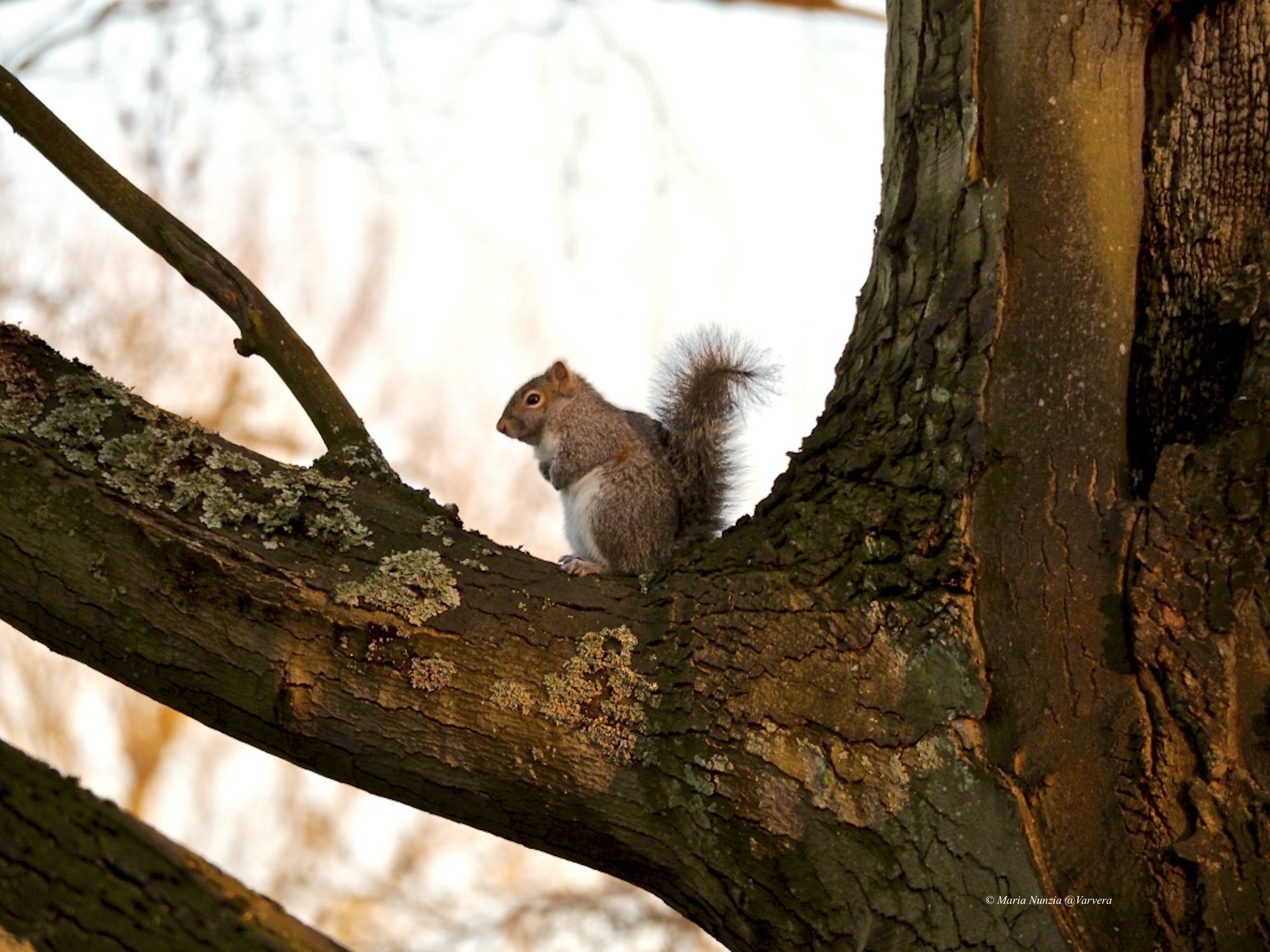 Squirrel_©_Maria_Nunzia__Varvera___web_