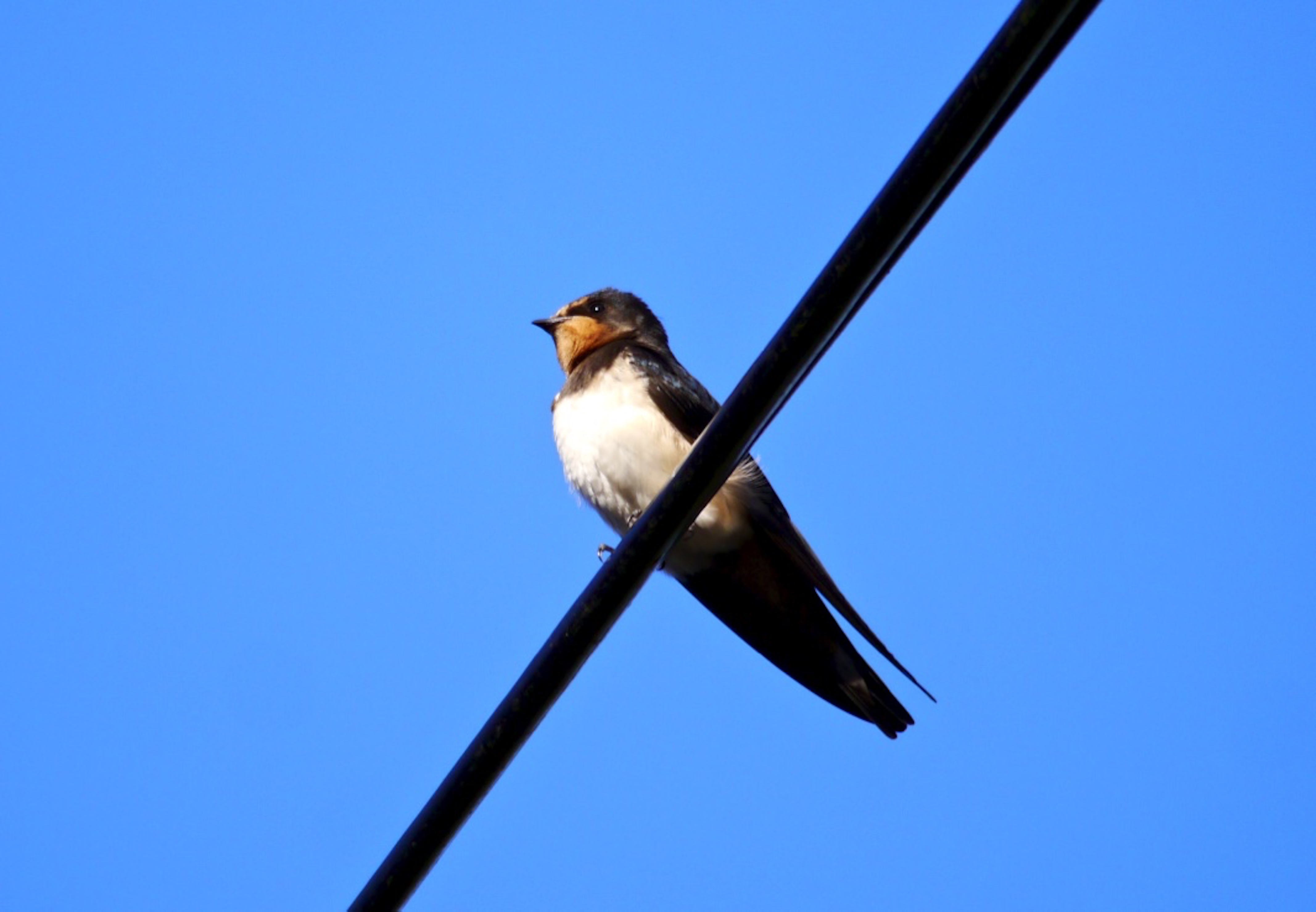 Swallow_©_Maria_Nunzia__Varver_