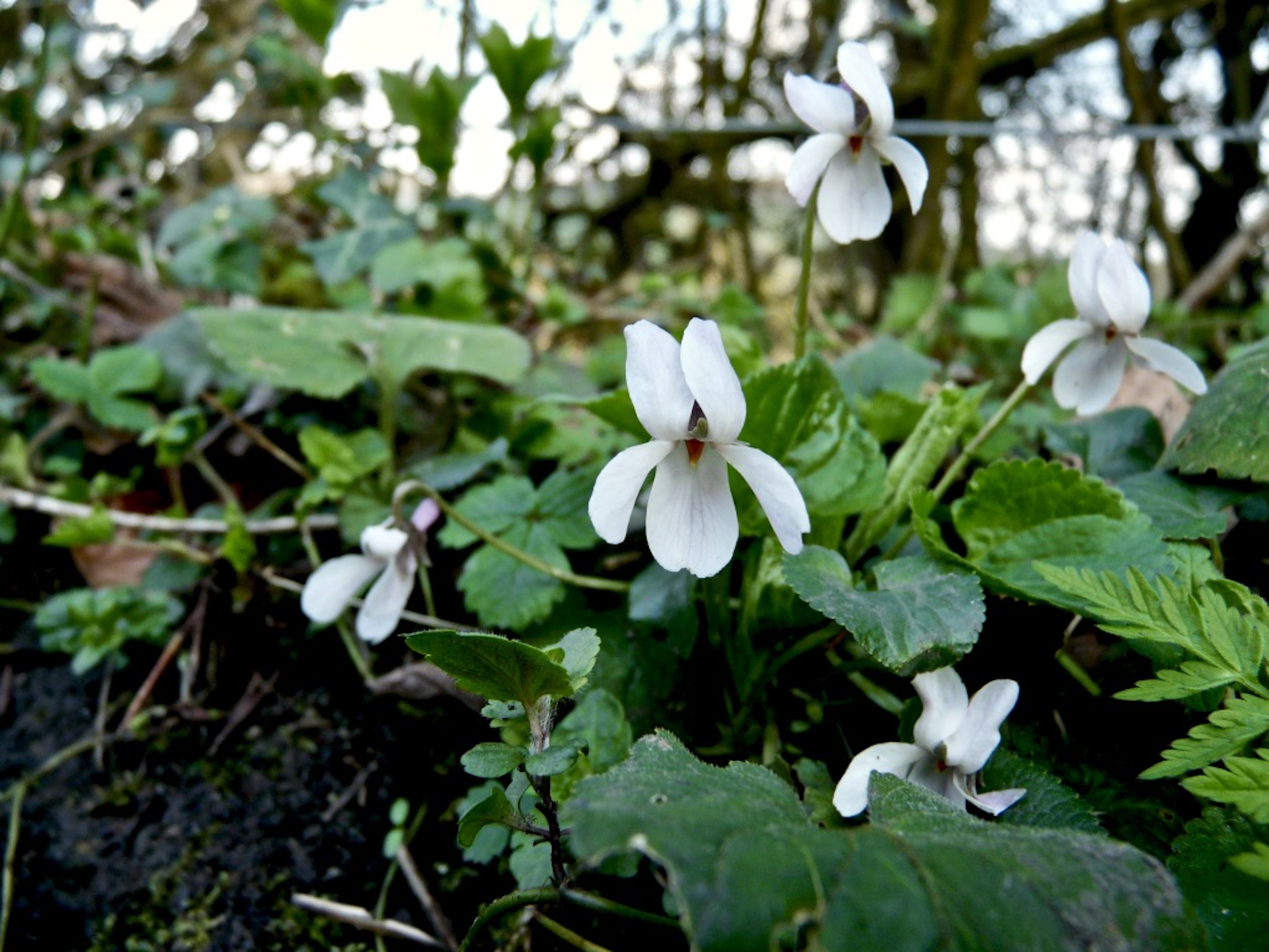 White_violets_©_Maria_Nunzia__Varvera_