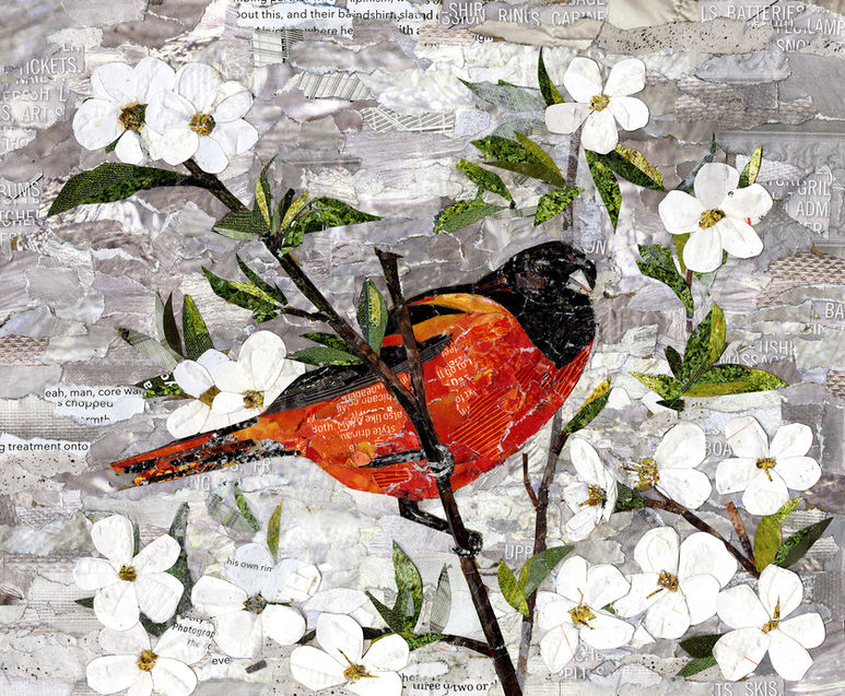 collage of baltimore oriole