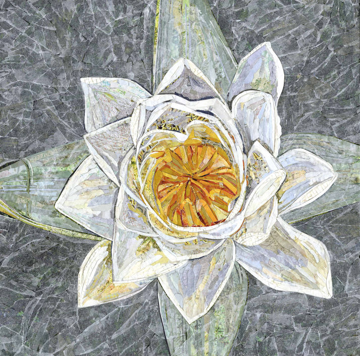 Collage of water lily