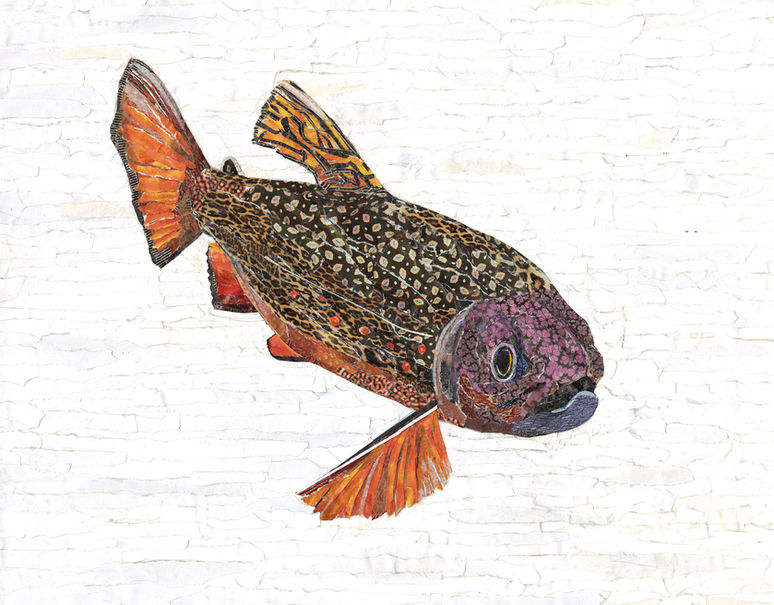 Collage of brown trout