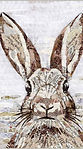 Lepus.jpg