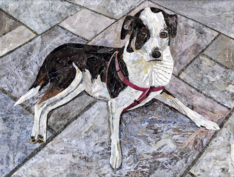 collage of dog