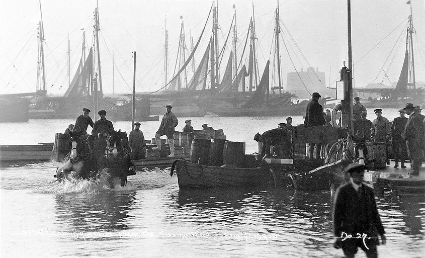 Sprats Coming Ashore At Brightlingsea.jp