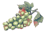 weitraube_rot (1).png