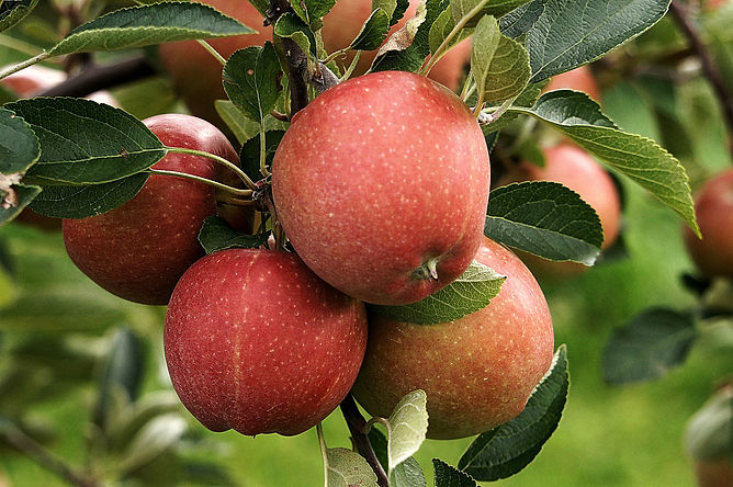 apples-880678_1920.jpg