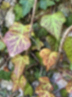 Consultation de Naturopathie