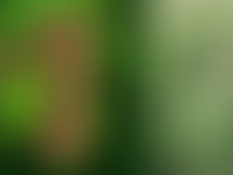 HIERBA CARMÍN VENENOSA Y MORTAL