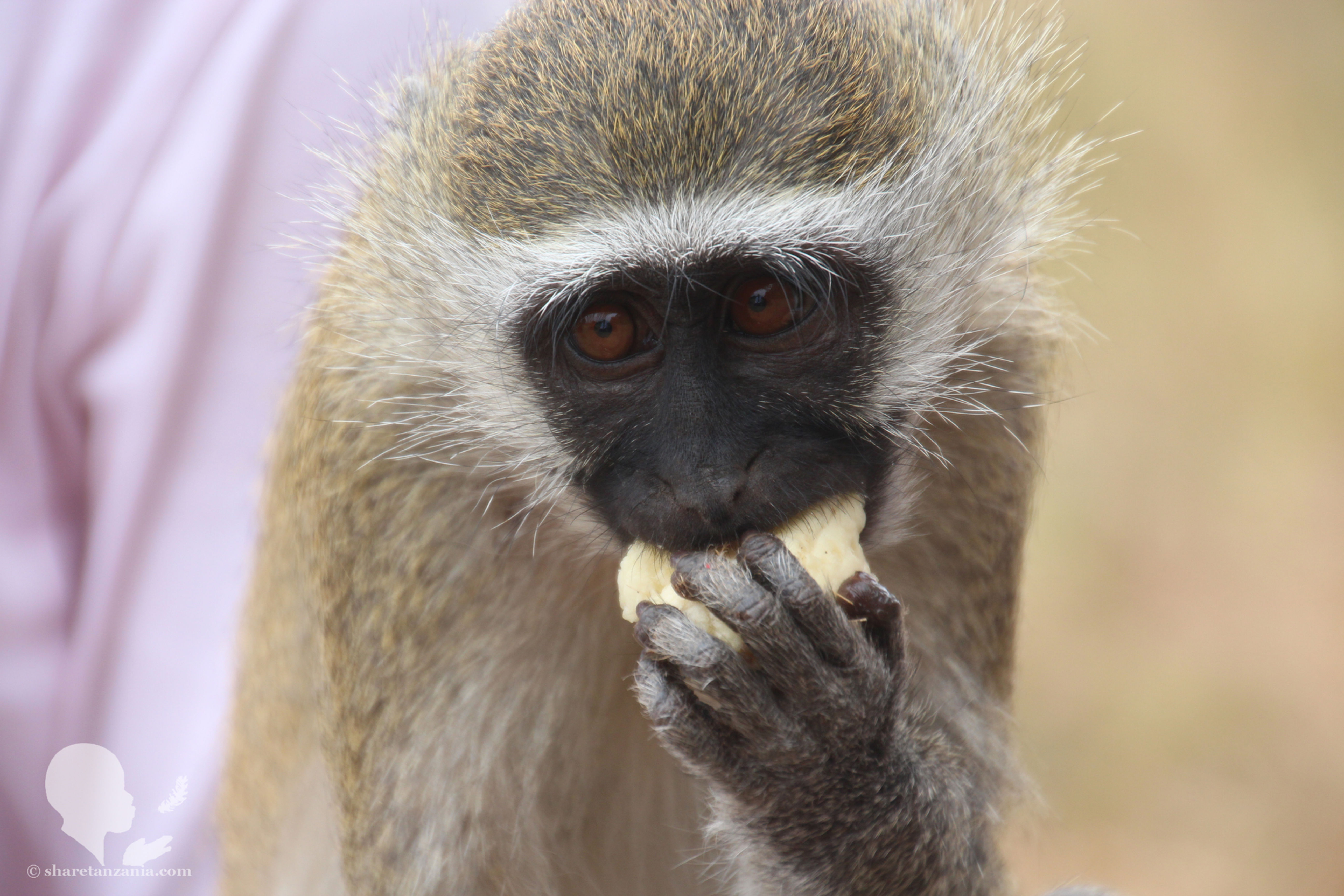 Monkey (Digital Copy)