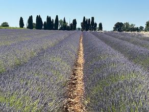 Drôme provençale, lavandes, vignobles et villages de caractère