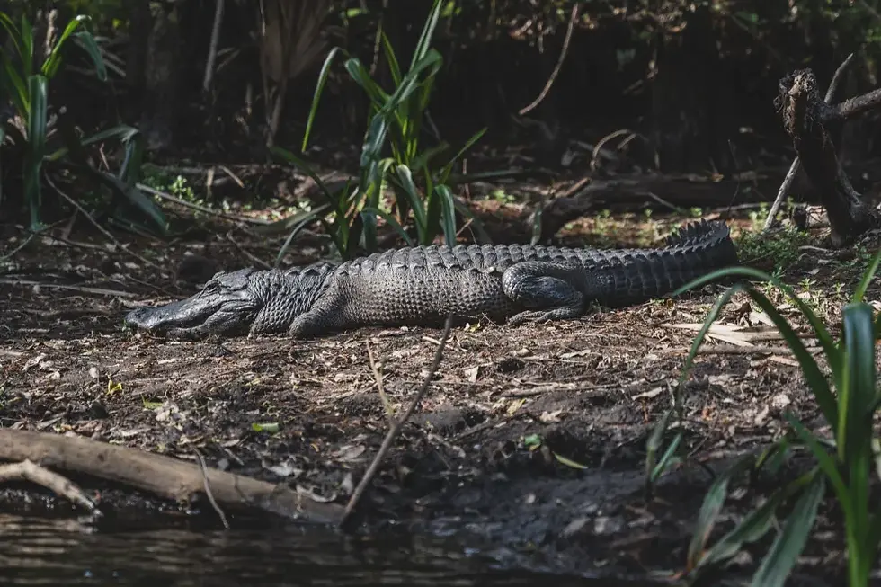 Alligator basking on a muddy riverbank, surrounded by green plants and trees. The scene is sunlit and tranquil.
