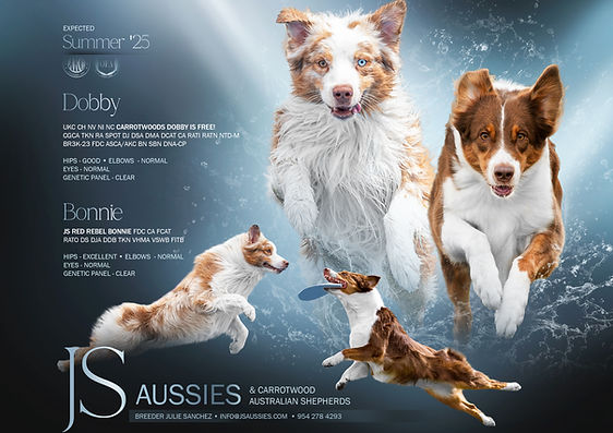 js-aussie-dobby-bonnie (1).jpg