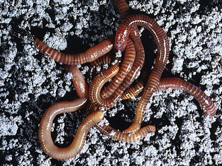 Bez kritičkog mišljenja, društvo je kolonija glista