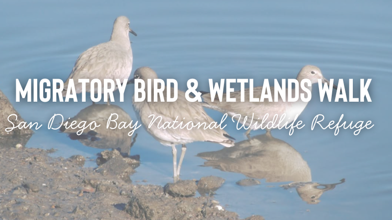 Migratory Bird & Wetlands Walk