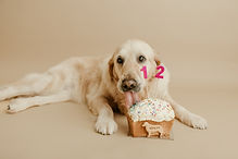 Services-Pet-Main.jpg