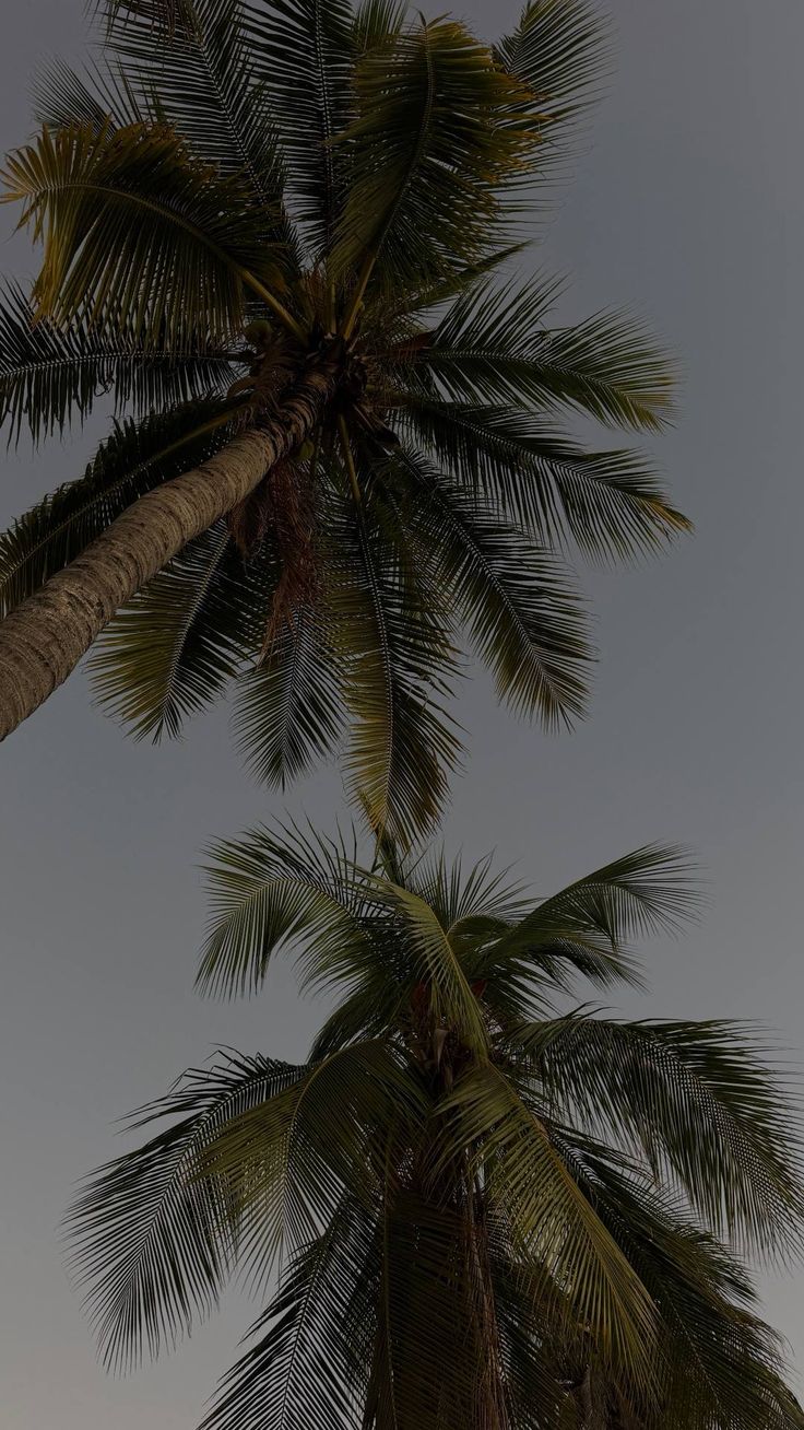 TROPICAL SOUNDS (1).jpg