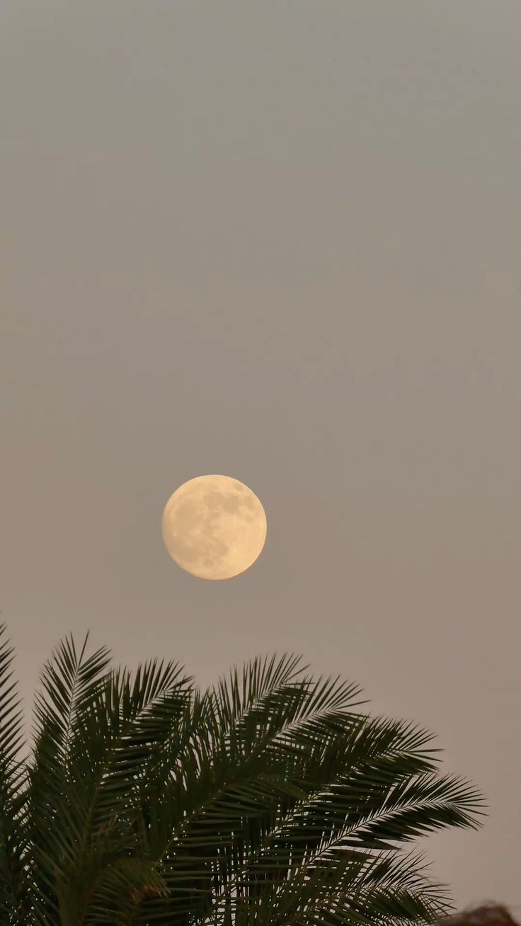 TROPICAL SOUNDS (2).jpg