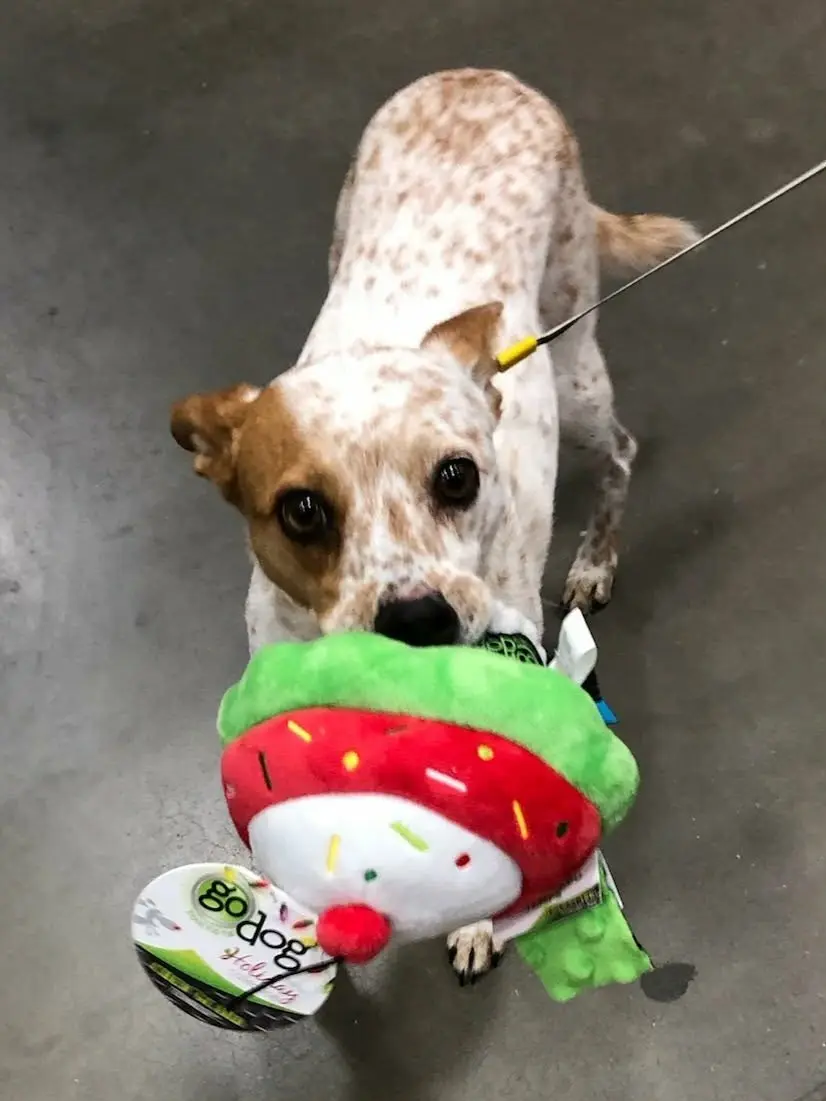 Xena Xmas Toy