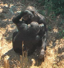 A gif showing two chimpanzees initiating a handclasp groom through communication