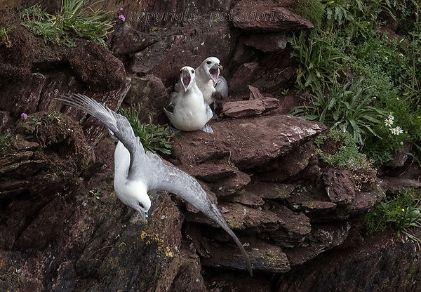 fulmar behaviour.jpg