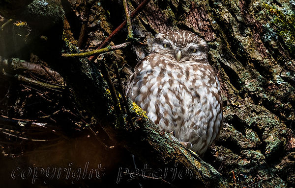 little owl.jpg