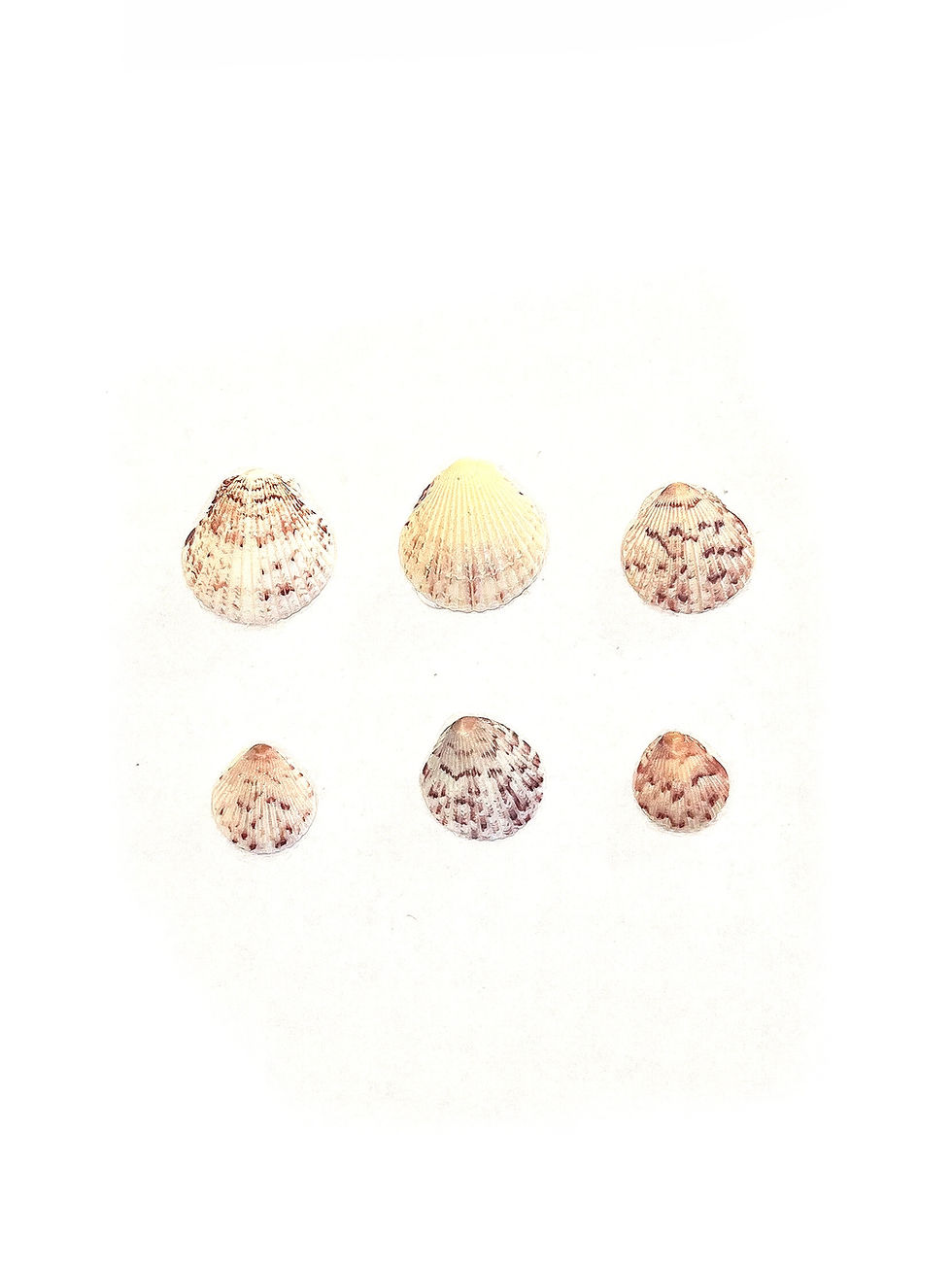 Thumbnail: Multiple Line Clam Shell Art