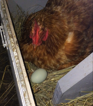 First Mama Hen