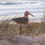 Thumbnail: TIN WING SHOREBIRD