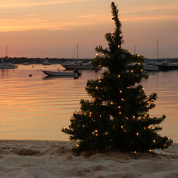 Lit tree with boats in the background_edited
