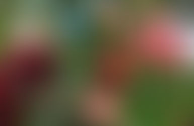 КОГДА И КАК СОБРАТЬ УРОЖАЙ ЯБЛОК ДЛЯ ХРАНЕНИЯ