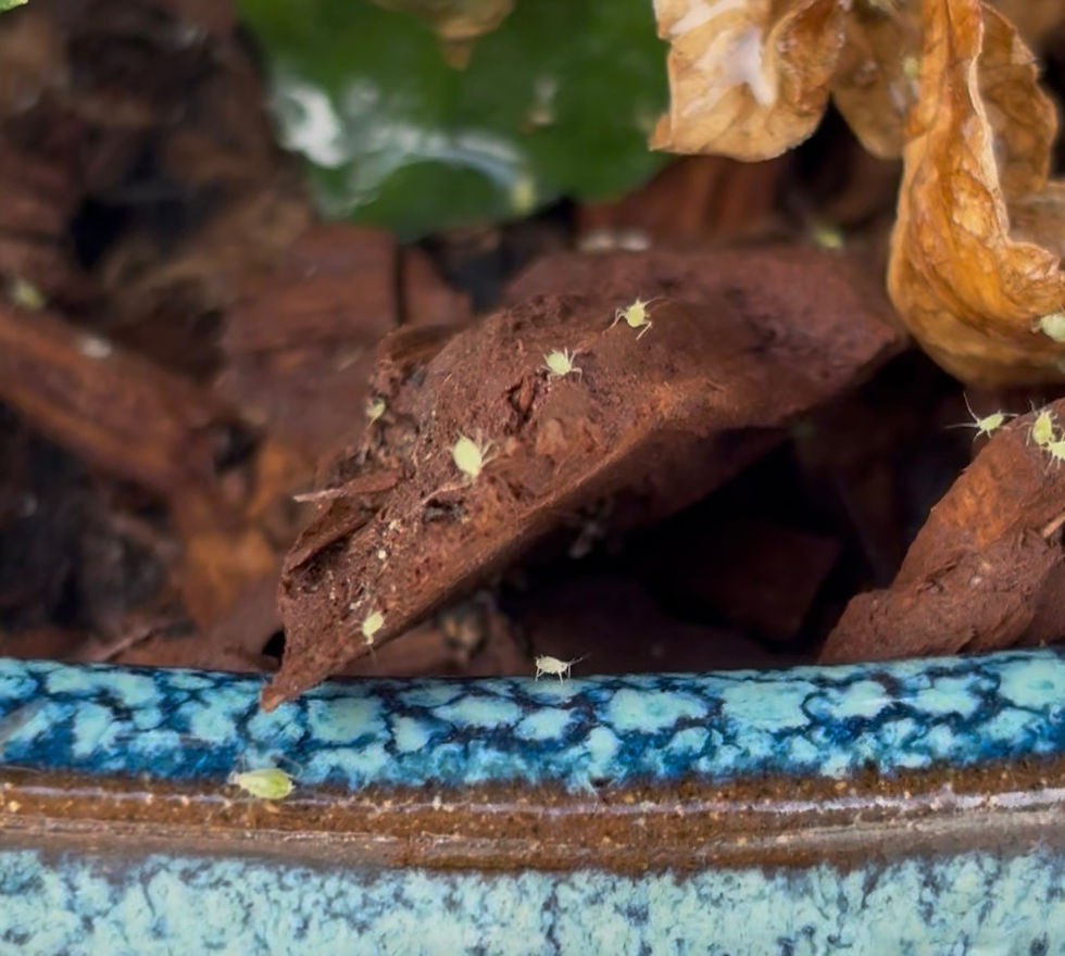 Aphids were crawling in the mulch and along the edge of the pot.
