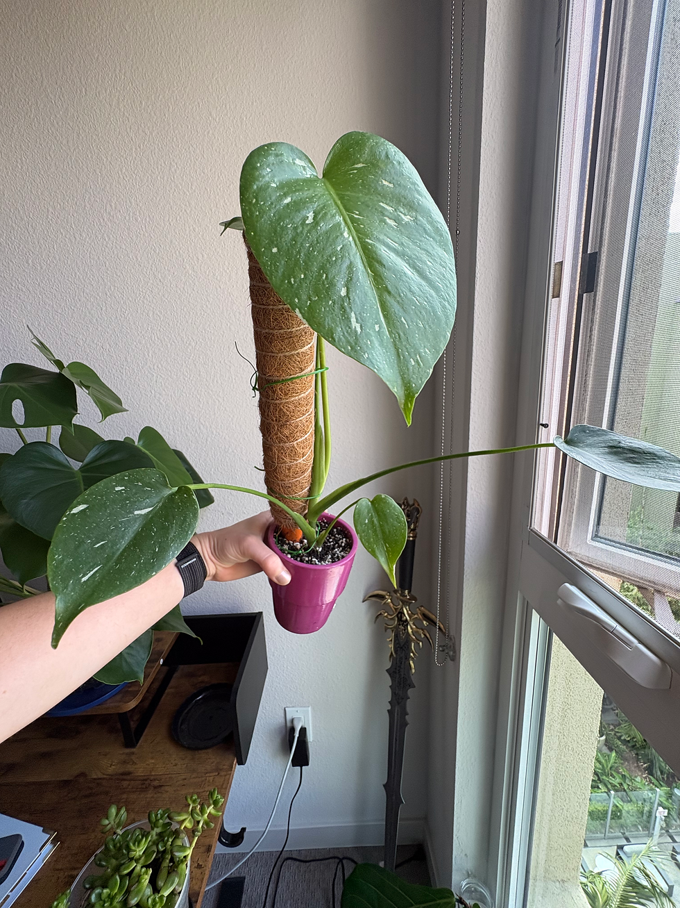 Monstera Thai Constellation in a pint plant pot growing on a moss pole.