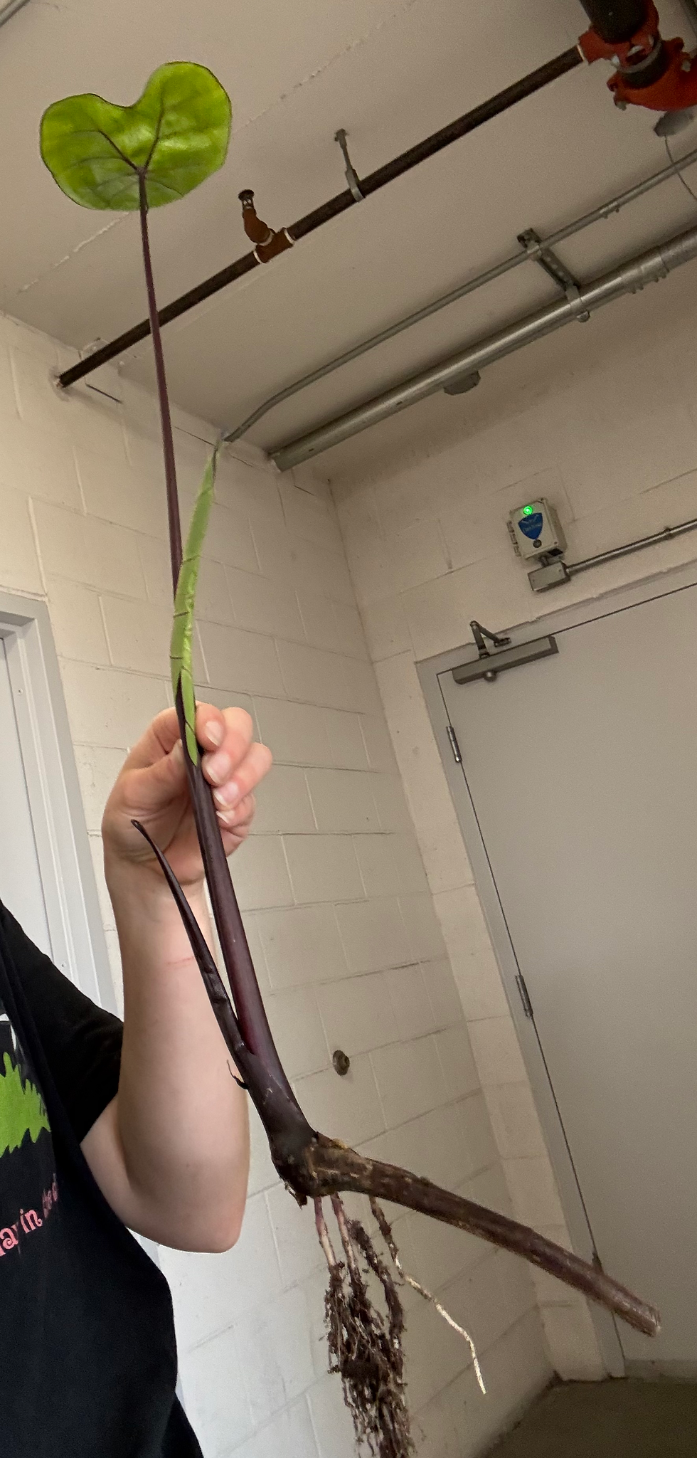 Elephant ear Rhyzome with roots and one leaf with another unfurled leaf.