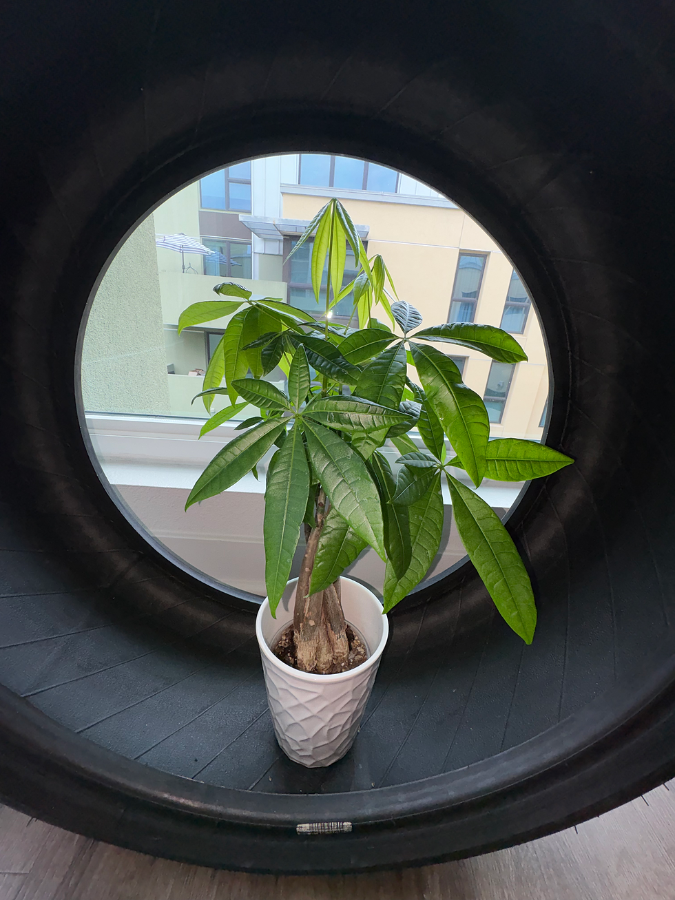Money Tree placed in a white pot.