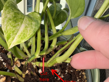 How to Propagate Pothos: A Beginner-Friendly Guide to Growing More Plants